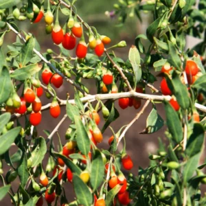 Goji Berry