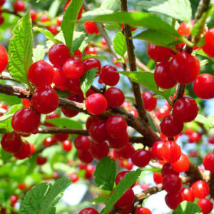 nanking cherry