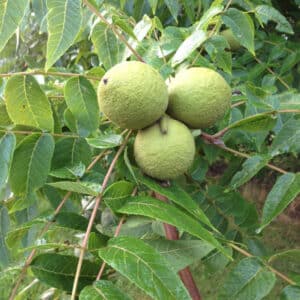 Black Walnut