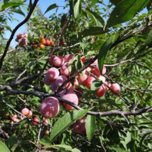American Plum