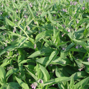 Comfrey (3 divisions)