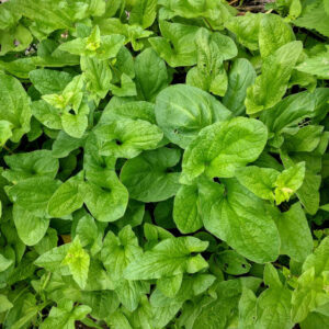 Good King Henry (3 plants)