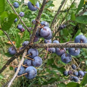 Beach Plum