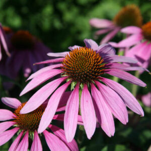 Echinacea (3 plants)