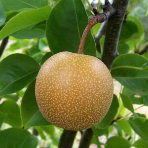 Asian Pear
