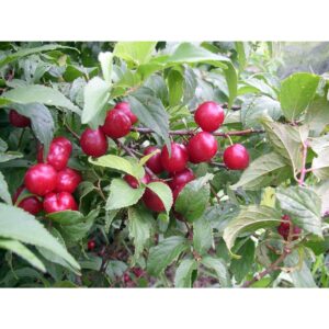 Meader Bush Cherries