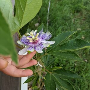 Maypop