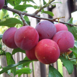 Plums