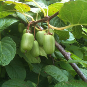 Arctic Kiwi