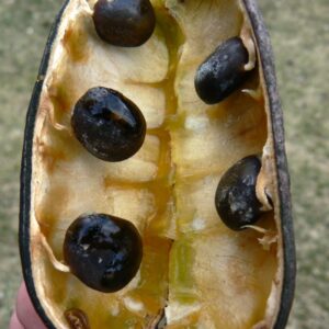 kentucky coffeetree seeds in pod