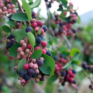 Saskatoon juneberry