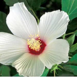 Rose Mallow