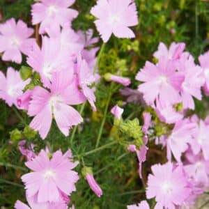 Musk Mallow