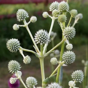 Rattlesnake Master