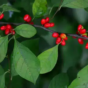 Spicebush