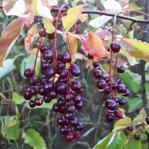 Bird Cherry