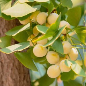 ginkgo fruit with leaves