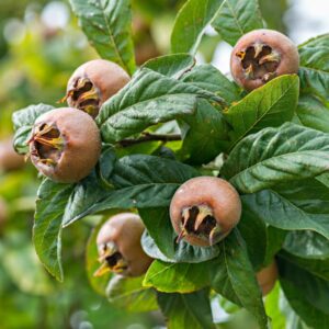 Medlar