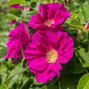 Rugosa Rose