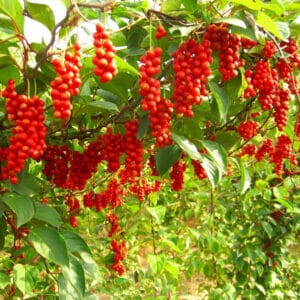 Schisandra