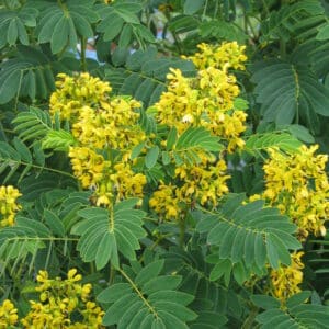 senna hebecarpa flowers