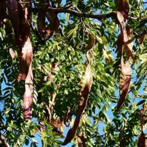 Honey Locust (thornless)