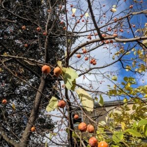 American Persimmon