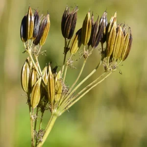 Sweet Cicely (3 plants)