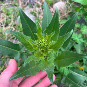 Turkish Rocket (3 Plants)