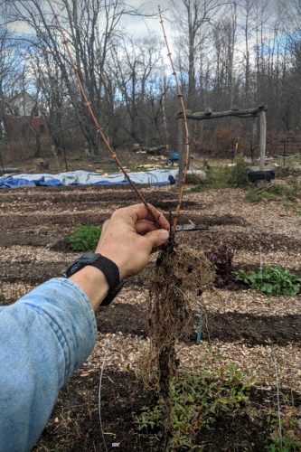 one year bare root honeyberry